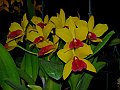 Laeliocattleya_Gold_Digger_'Orchid Jungle'_2
